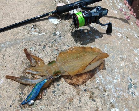 今年のアオリイカは成長が早い